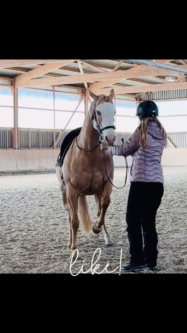 Post 9 by Daniela Materna • Funktionelles Pferdetraining on Instagram (video)