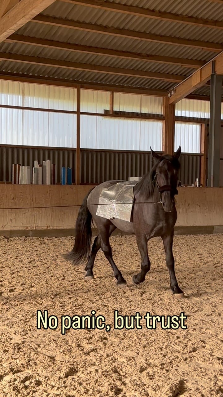 Post 7 by Daniela Materna • Funktionelles Pferdetraining on Instagram (video)