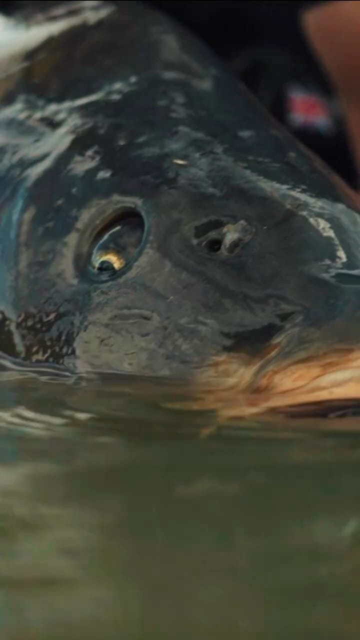 Post 2 by RG Baits on Instagram (video)