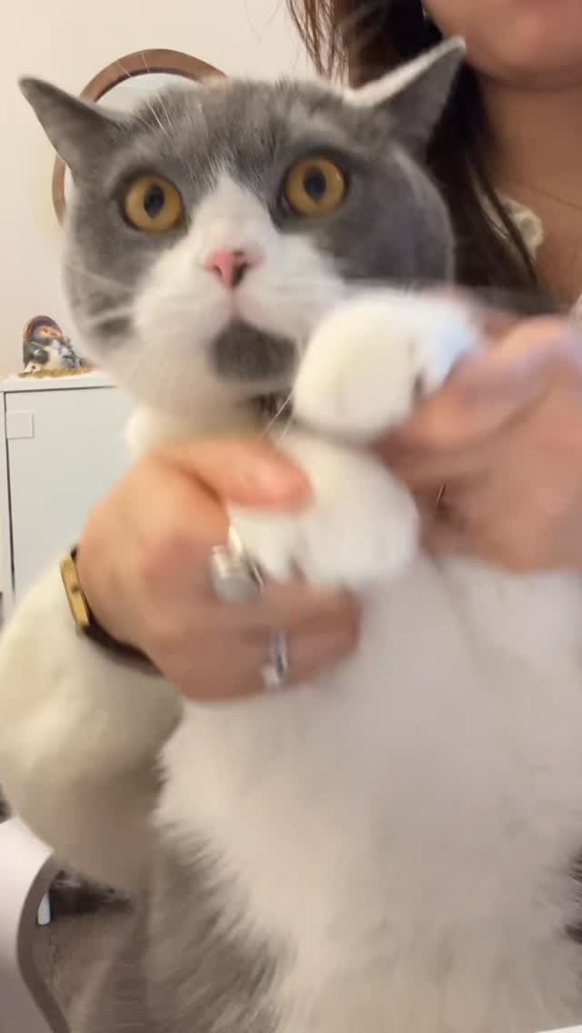 Post 6 by Monet (Φ ᆺ Φ) on Instagram (video)