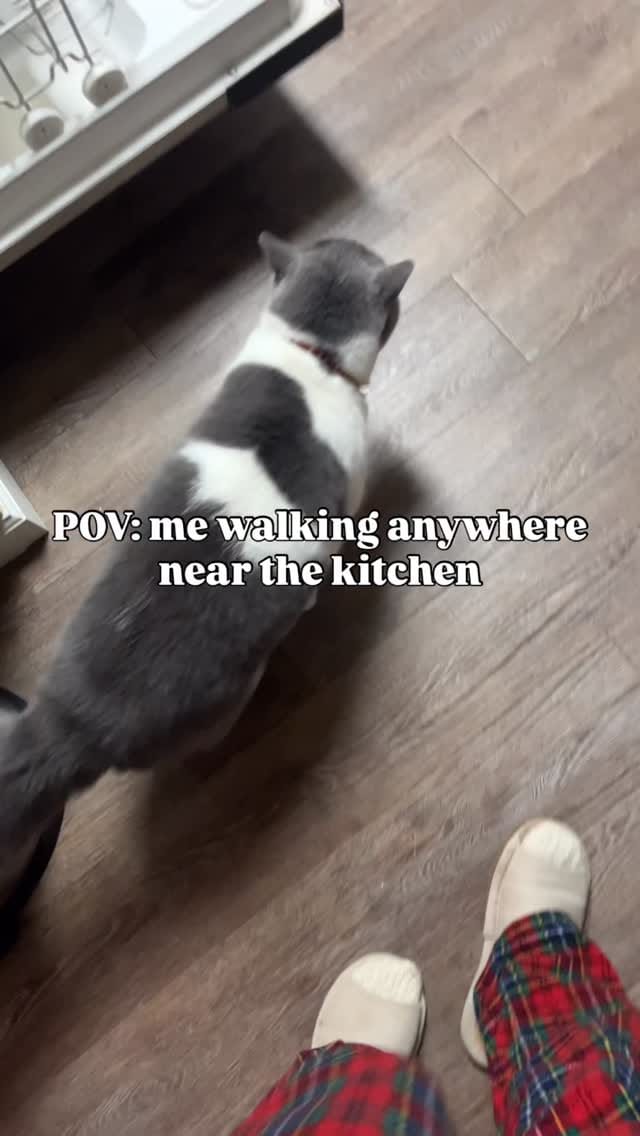 Post 7 by Monet (Φ ᆺ Φ) on Instagram (video)