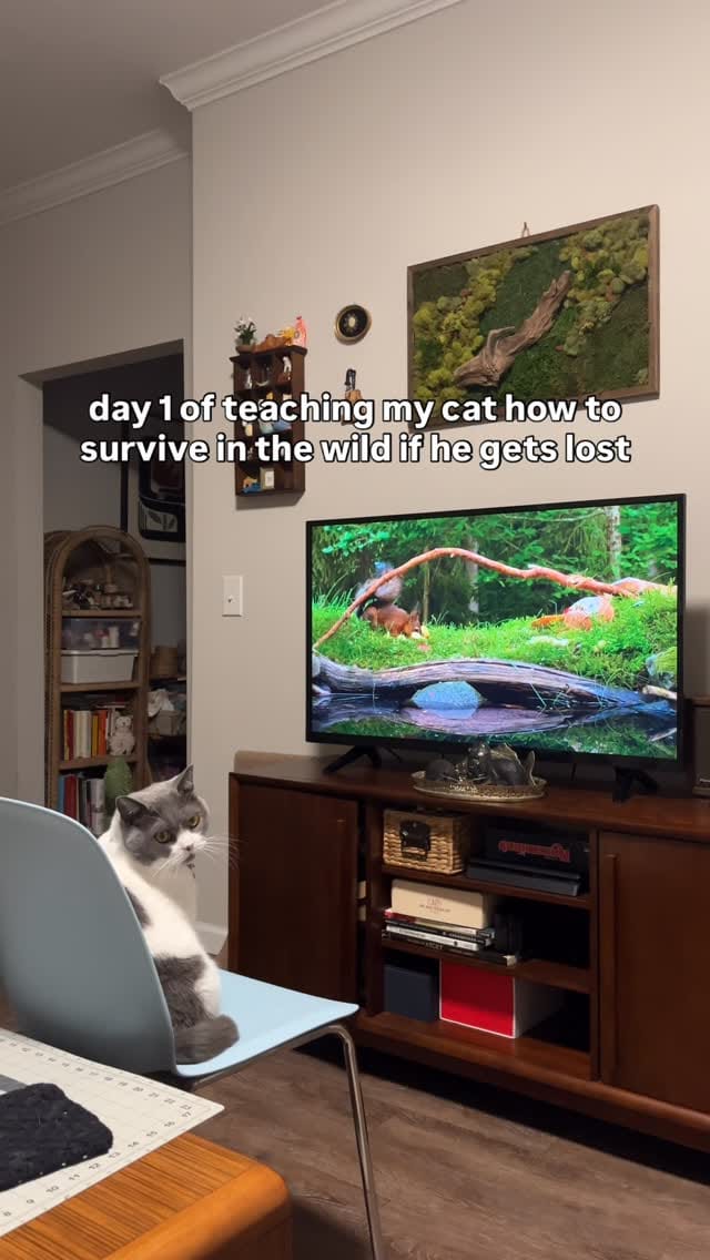 Post 2 by Monet (Φ ᆺ Φ) on Instagram (video)