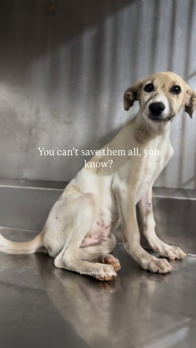 Post 9 by Jeeva Pet Hospital on Instagram (video)