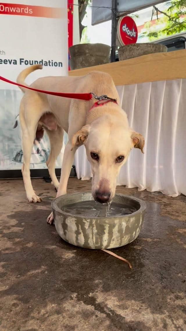 Post 4 by Jeeva Pet Hospital on Instagram (video)