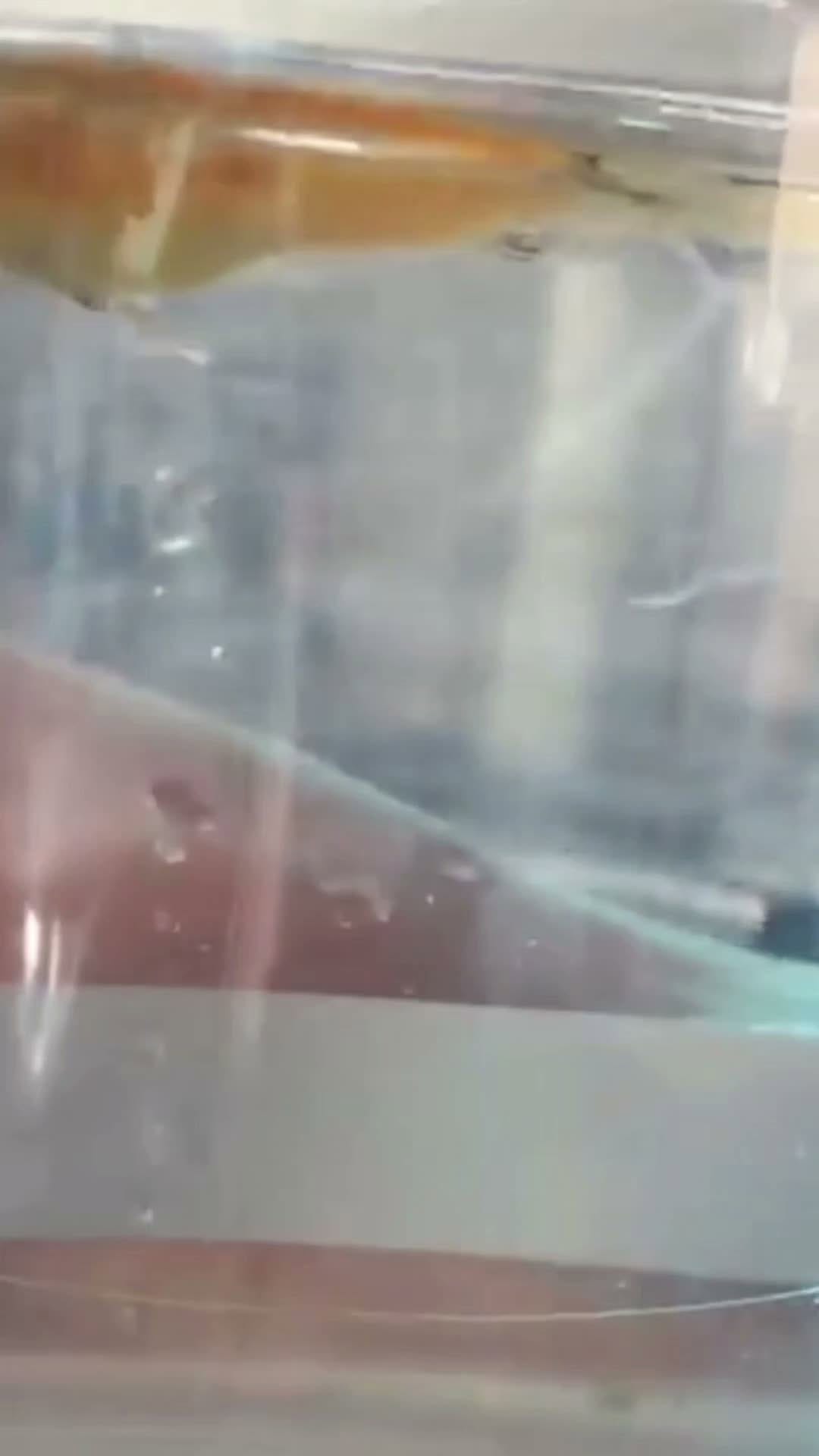 Post 1 by Animal Heroes | Wholesome Animal News on Instagram (video)