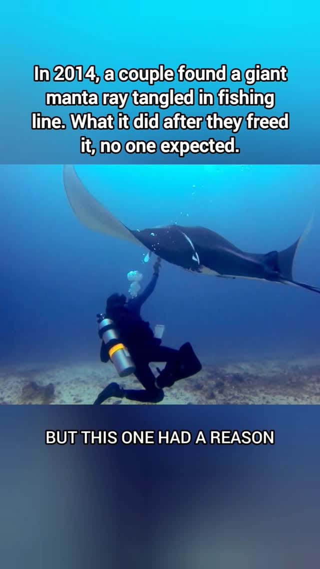 Post 10 by Animal Heroes | Wholesome Animal News on Instagram (video)