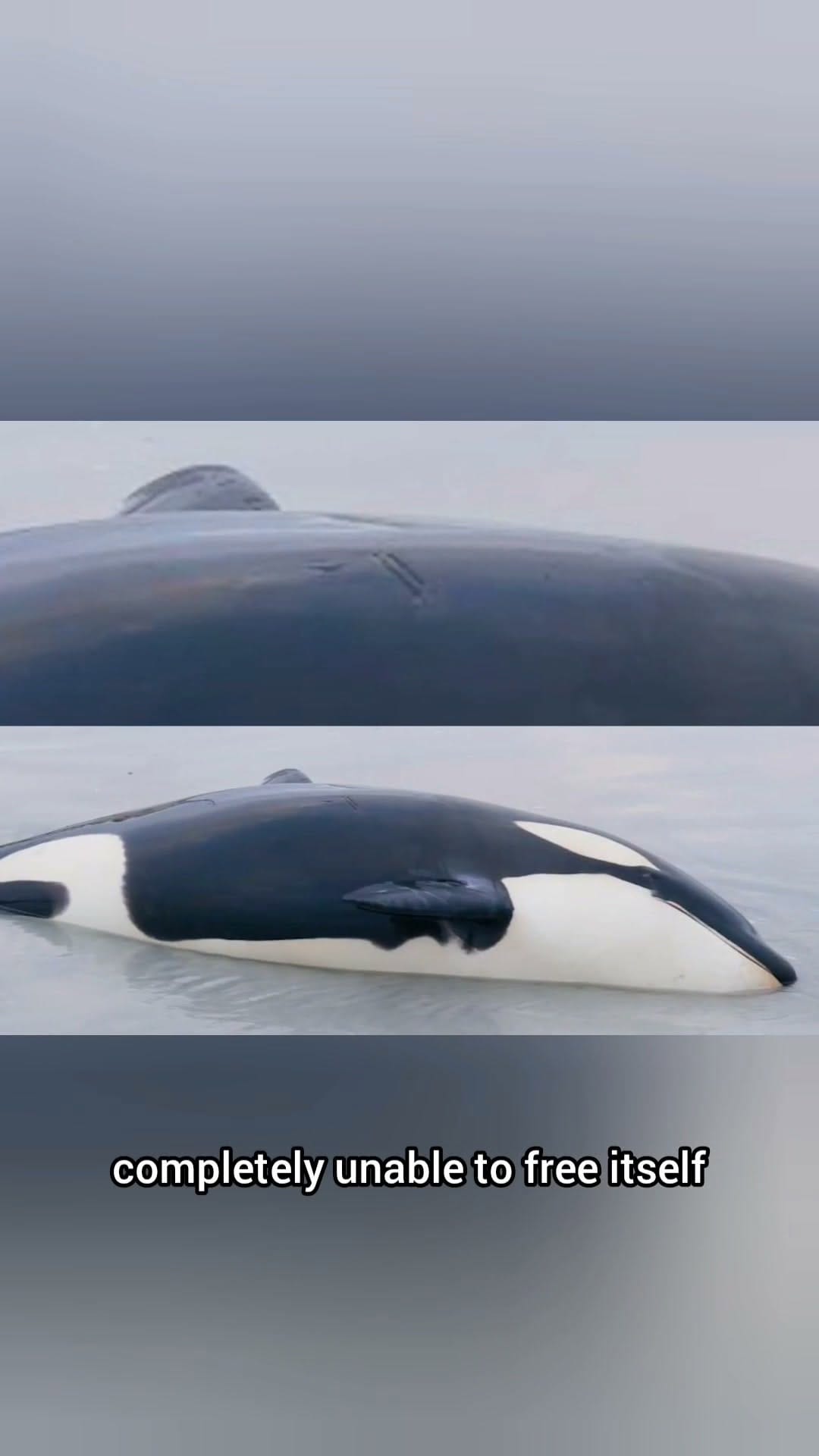 Post 8 by Animal Heroes | Wholesome Animal News on Instagram (video)