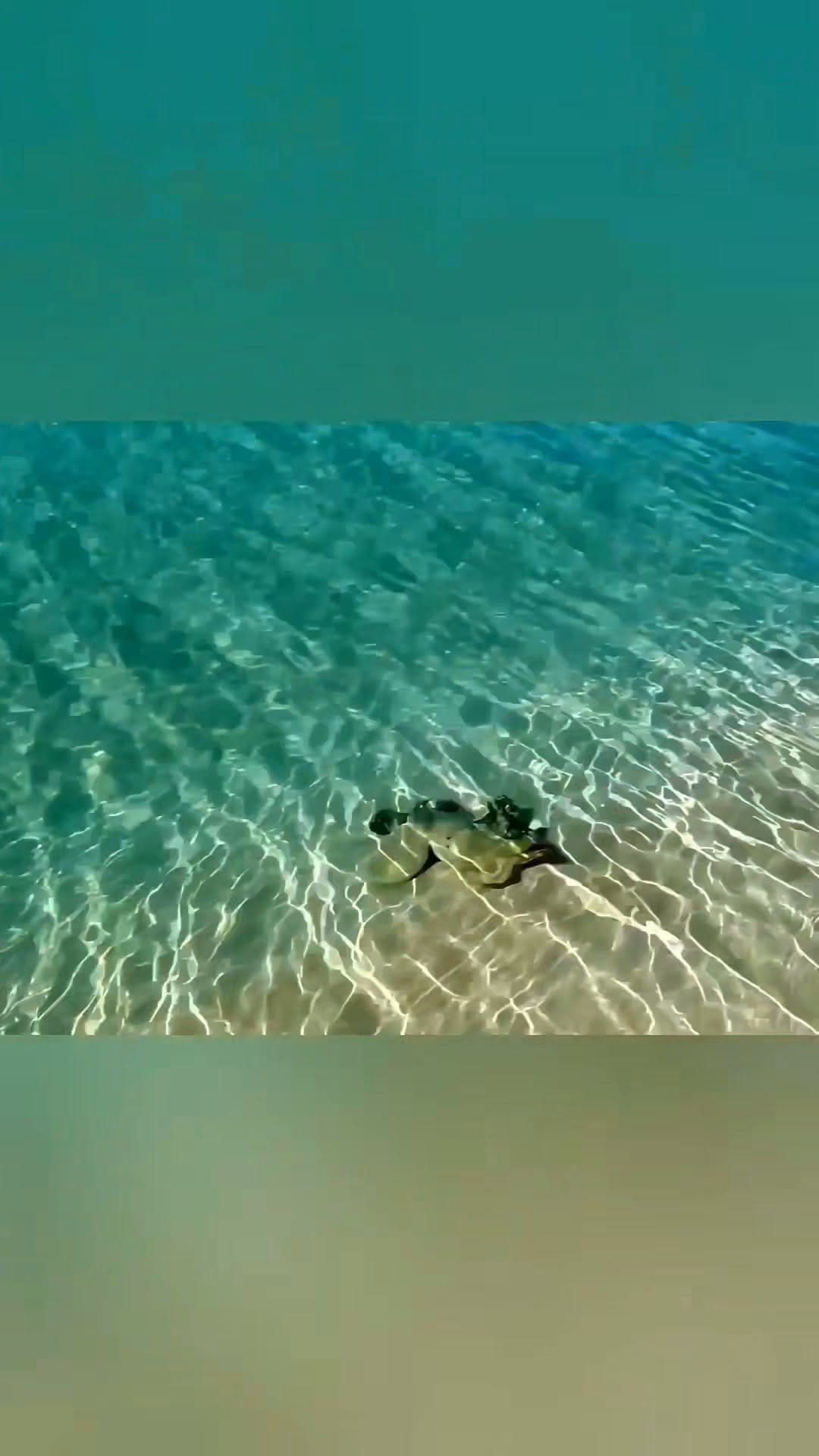 Post 4 by Animal Heroes | Wholesome Animal News on Instagram (video)