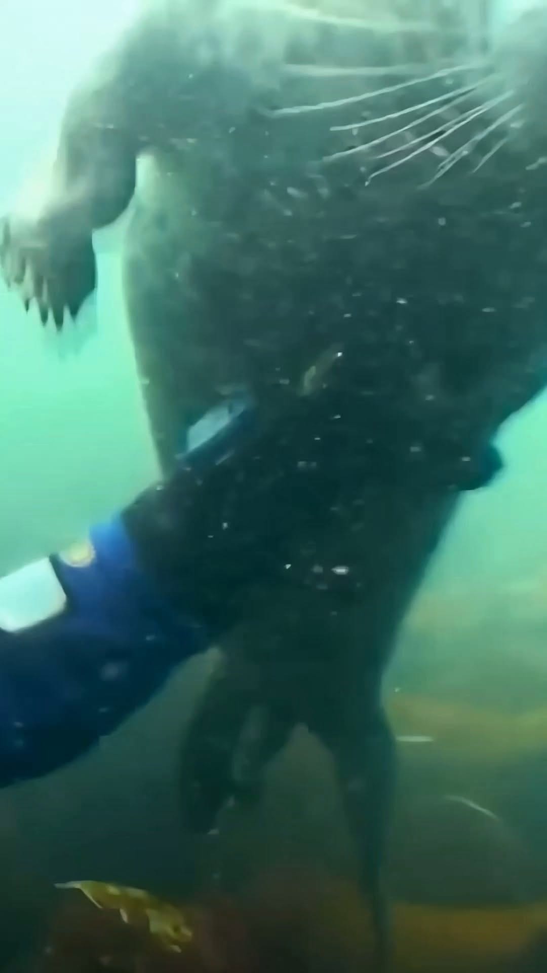 Post 6 by Animal Heroes | Wholesome Animal News on Instagram (video)