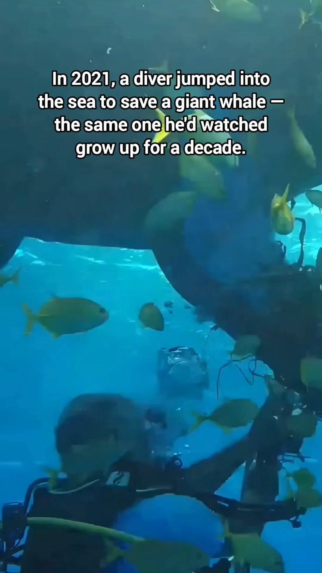 Post 9 by Animal Heroes | Wholesome Animal News on Instagram (video)