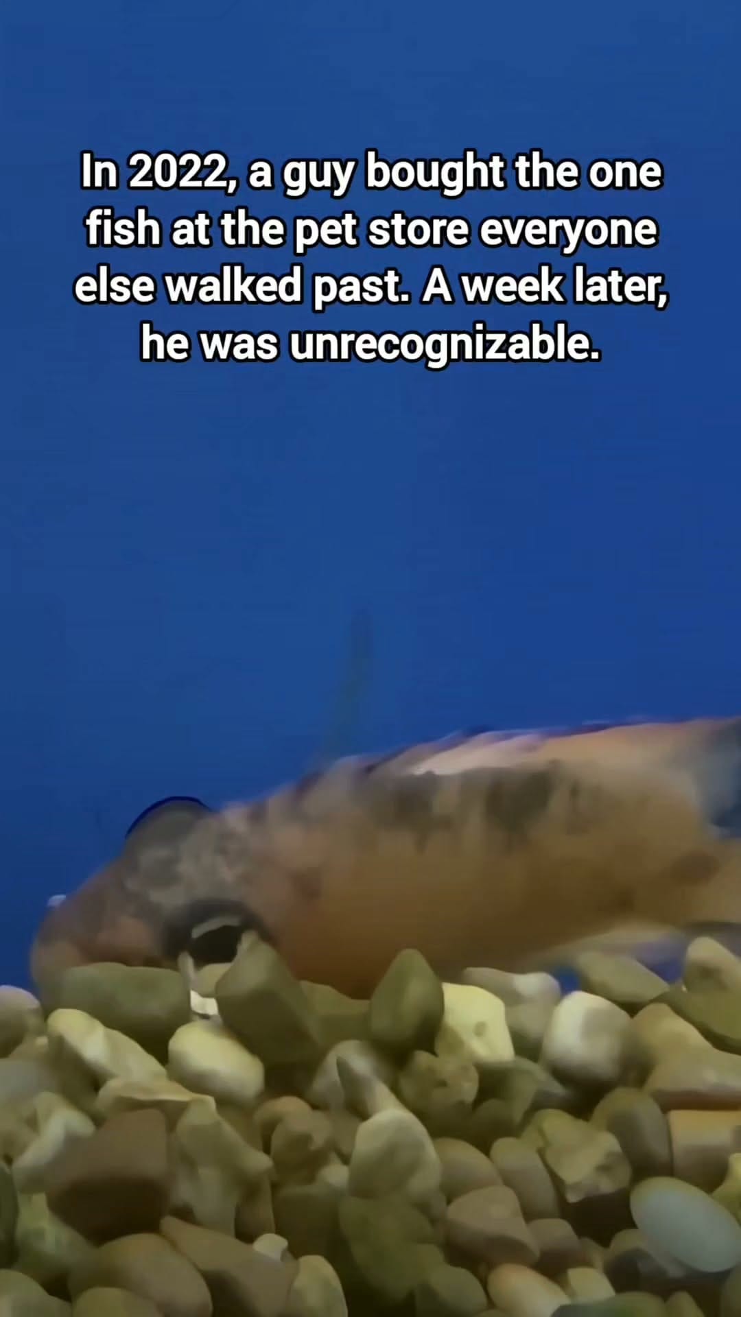 Post 3 by Animal Heroes | Wholesome Animal News on Instagram (video)