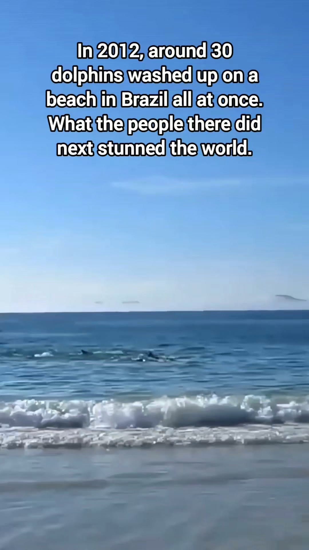 Post 7 by Animal Heroes | Wholesome Animal News on Instagram (video)