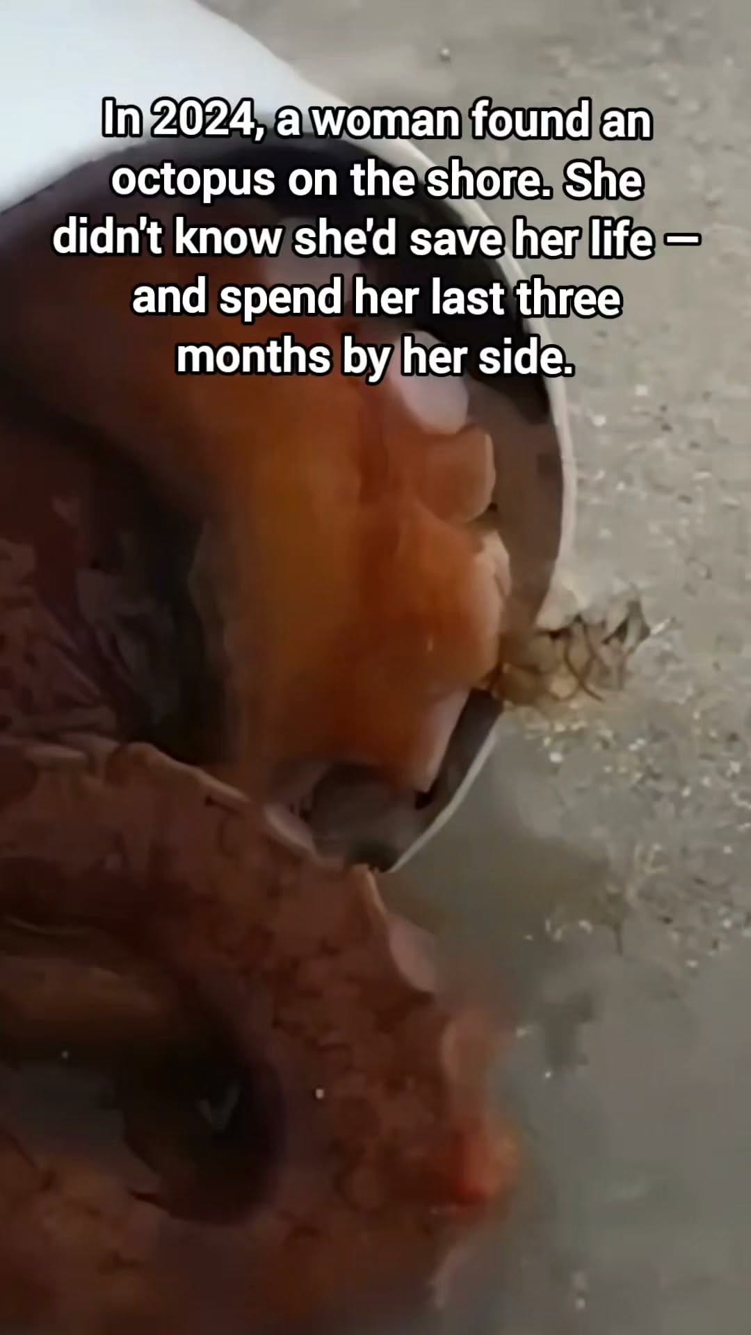 Post 5 by Animal Heroes | Wholesome Animal News on Instagram (video)