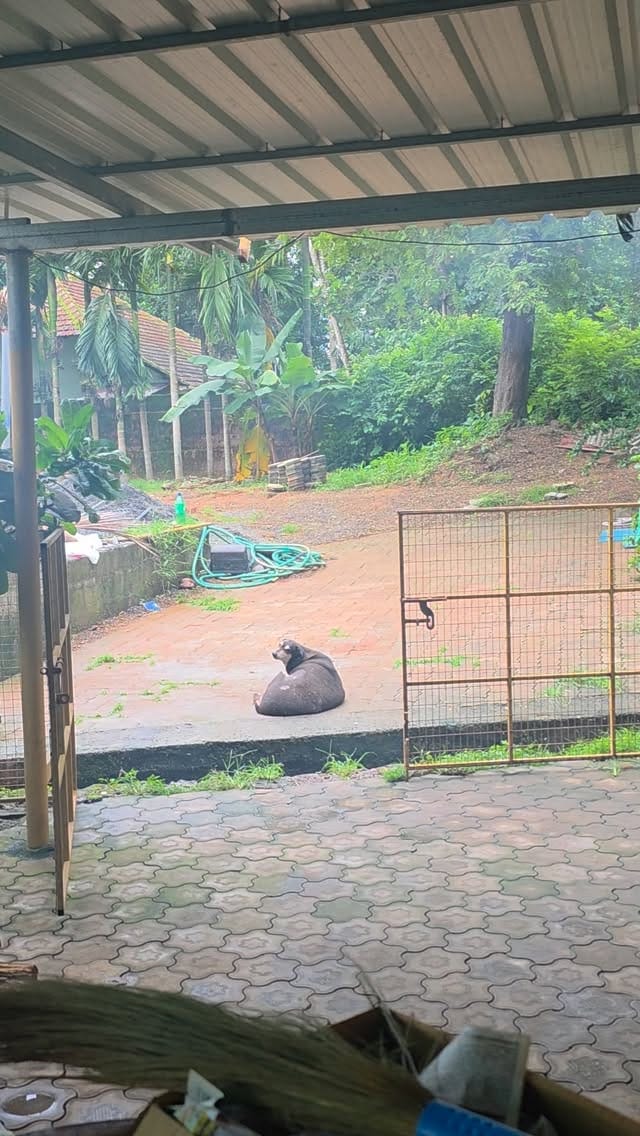 Post 8 by ಆಸರೆ ಅನಿಮಲ್ ಟ್ರಸ್ಟ್ on Instagram (video)