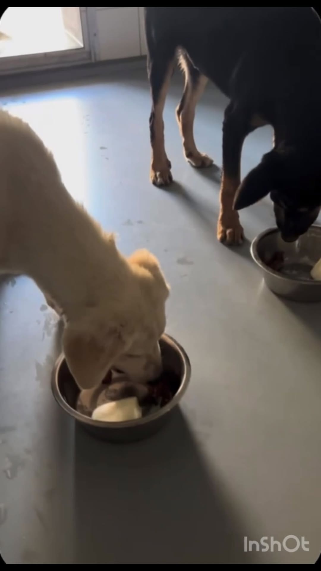 Post 9 by Tierschutzverein Heilbronn e.V on Instagram (video)