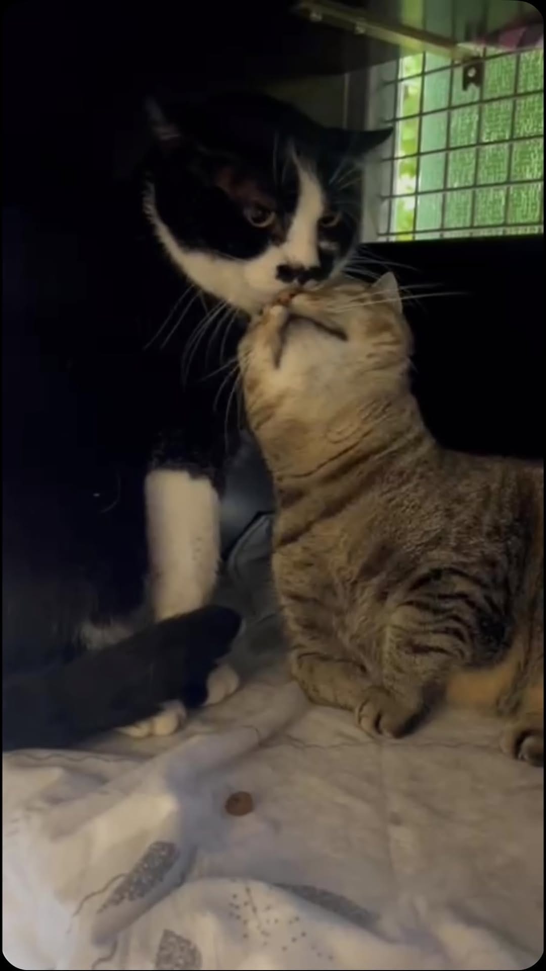 Post 2 by Tierschutzverein Heilbronn e.V on Instagram (video)