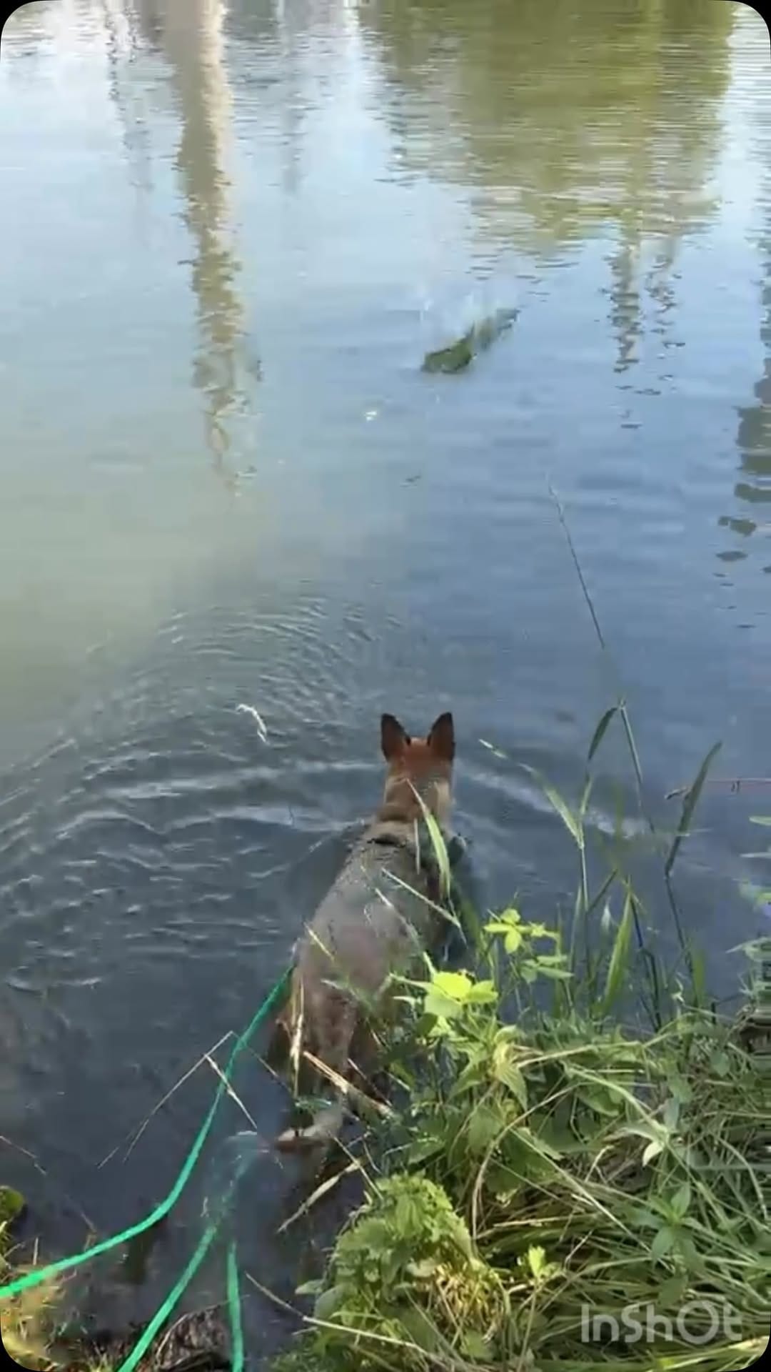 Post 4 by Tierschutzverein Heilbronn e.V on Instagram (video)