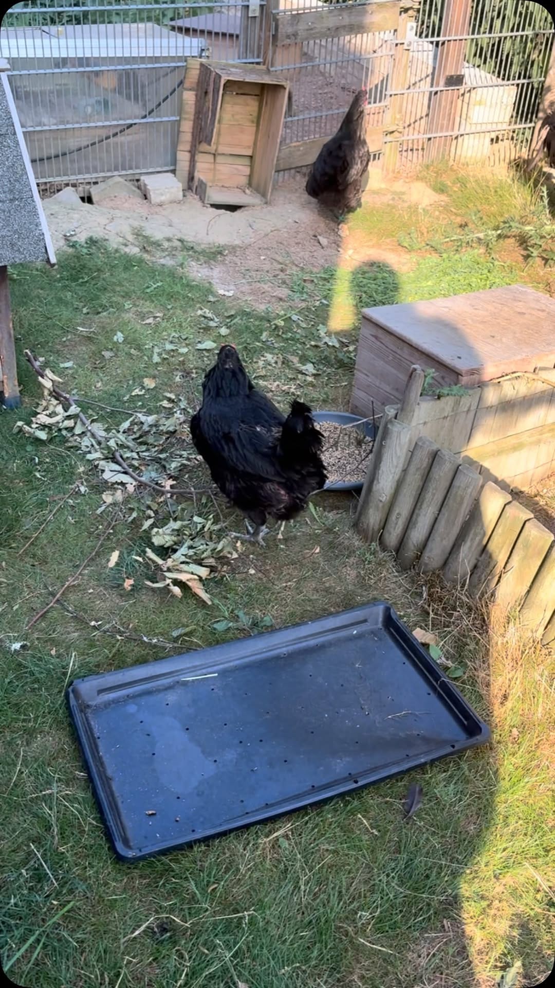 Post 5 by Tierschutzverein Heilbronn e.V on Instagram (video)