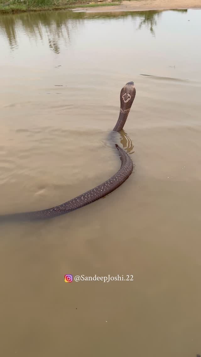 Post 9 by Sarp Rakshak Sandeep Joshi on Instagram (video)