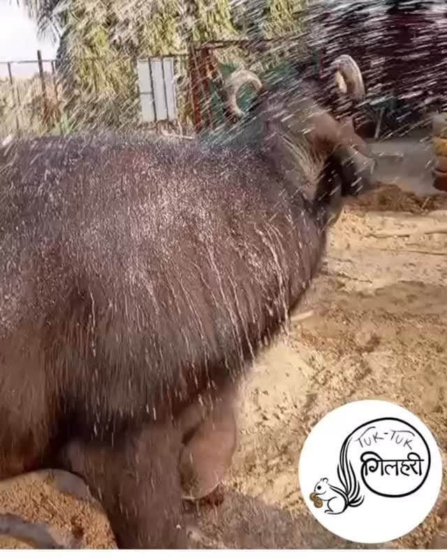 Post 6 by Tuk Tuk Gilhari on Instagram (video)