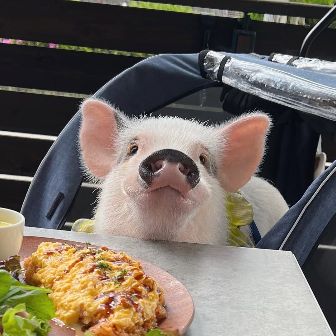Post 9 by マイクロブタのおもち/micropig/マイクロブタ on Instagram (image)
