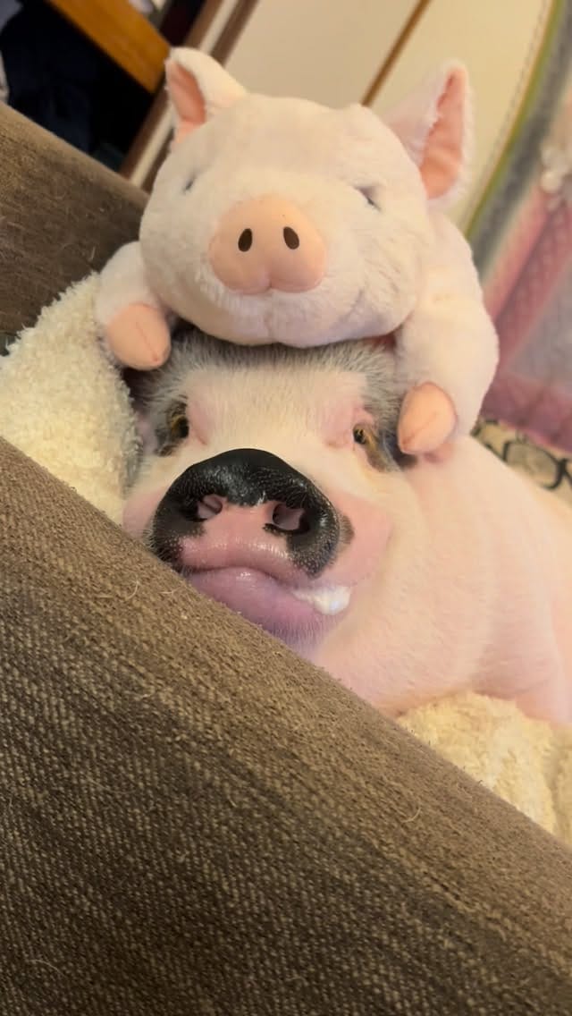 Post 6 by マイクロブタのおもち/micropig/マイクロブタ on Instagram (video)