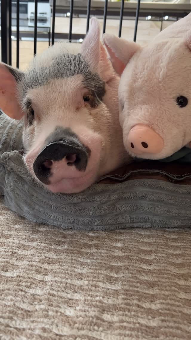 Post 7 by マイクロブタのおもち/micropig/マイクロブタ on Instagram (video)
