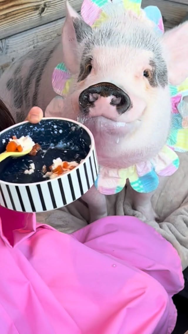 Post 3 by マイクロブタのおもち/micropig/マイクロブタ on Instagram (video)