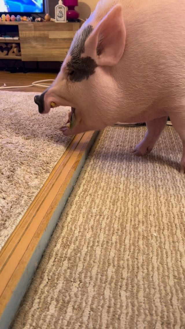 Post 5 by マイクロブタのおもち/micropig/マイクロブタ on Instagram (video)