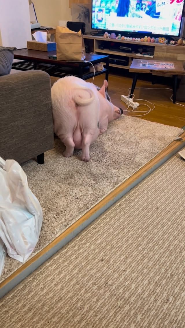 Post 4 by マイクロブタのおもち/micropig/マイクロブタ on Instagram (video)