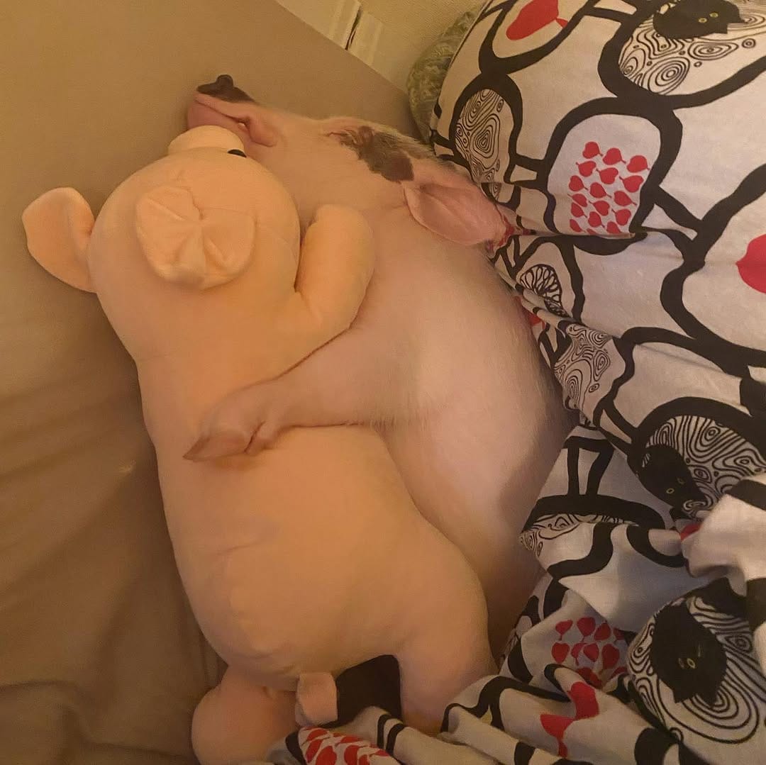 Post 10 by マイクロブタのおもち/micropig/マイクロブタ on Instagram (carousel)