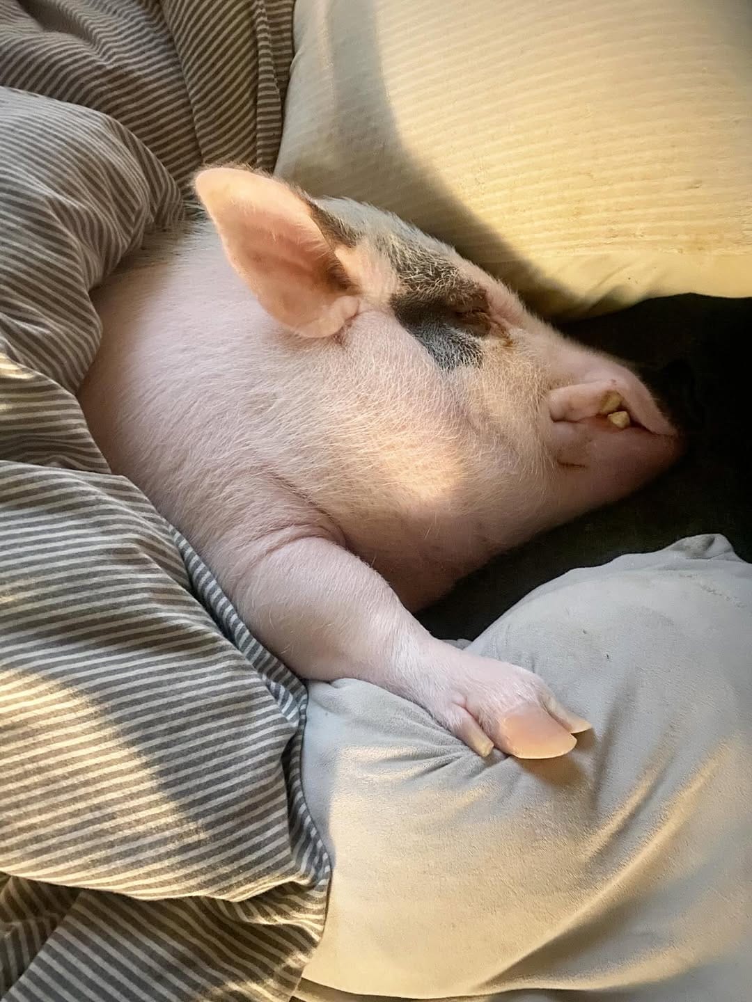 Post 8 by マイクロブタのおもち/micropig/マイクロブタ on Instagram (image)