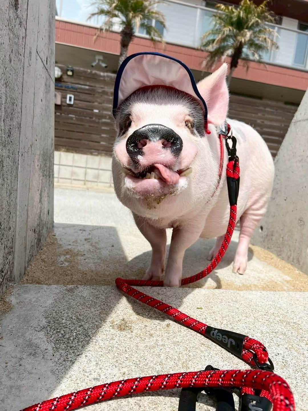 Post 2 by マイクロブタのおもち/micropig/マイクロブタ on Instagram (carousel)