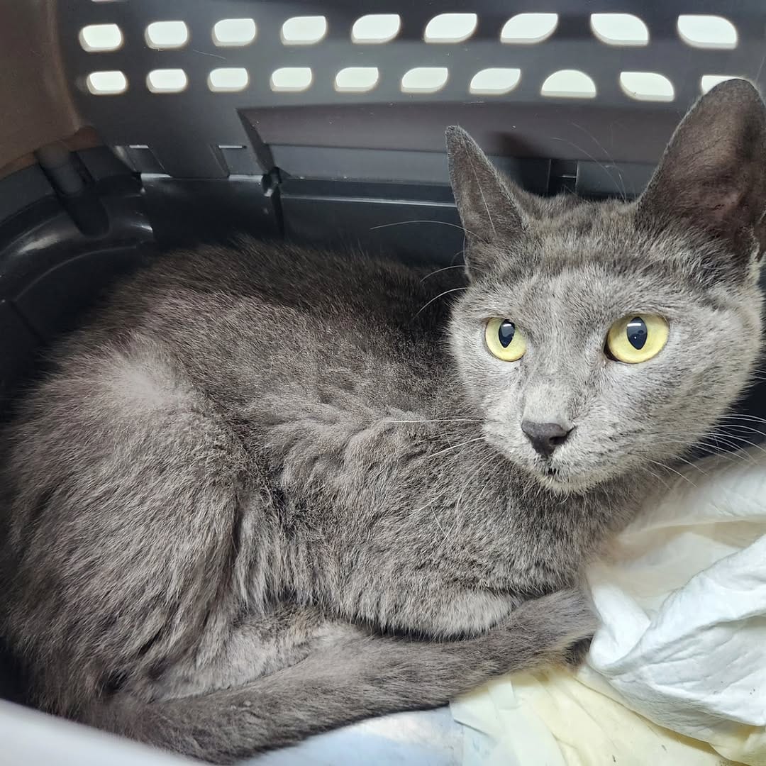 Post 1 by Tabby Tails Cat Rescue on Instagram (carousel)