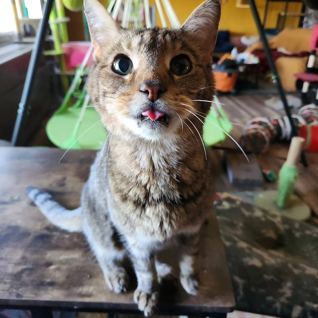 Post 3 by Tabby Tails Cat Rescue on Instagram (carousel)