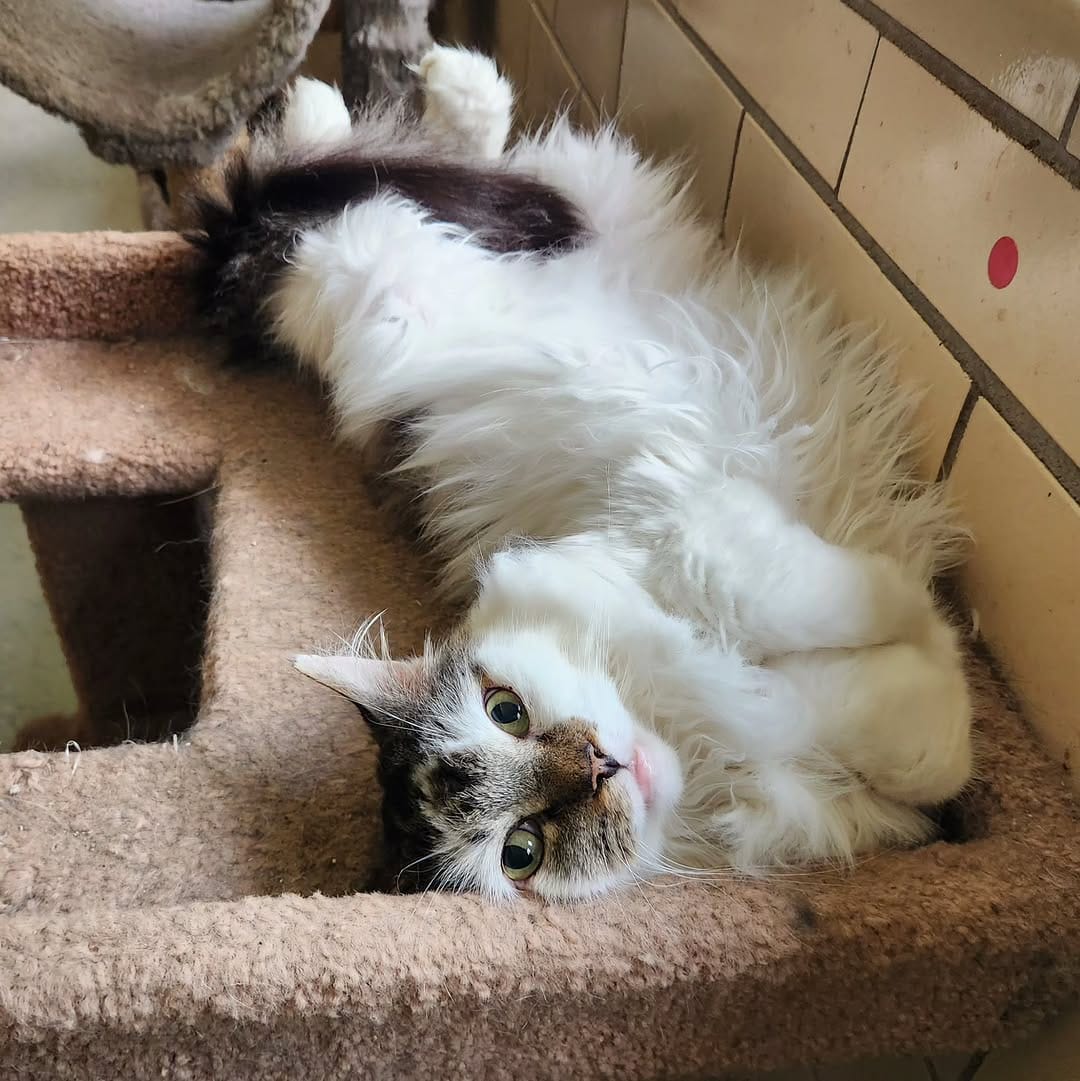 Post 5 by Tabby Tails Cat Rescue on Instagram (image)