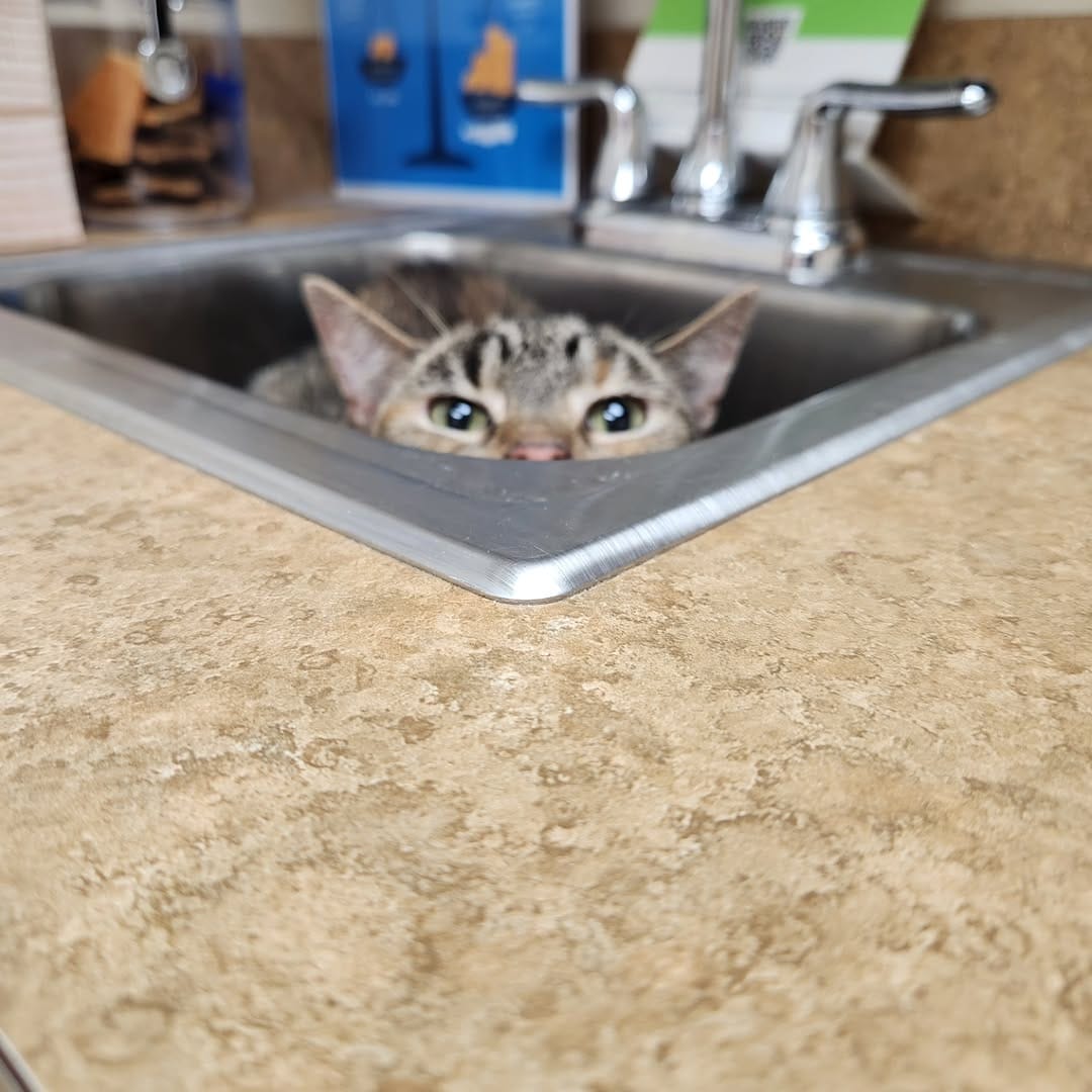 Post 9 by Tabby Tails Cat Rescue on Instagram (carousel)