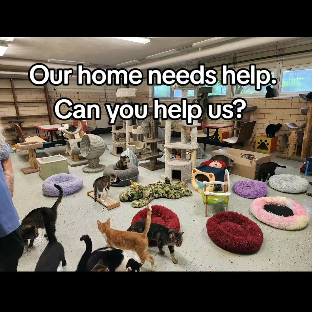 Post 8 by Tabby Tails Cat Rescue on Instagram (carousel)