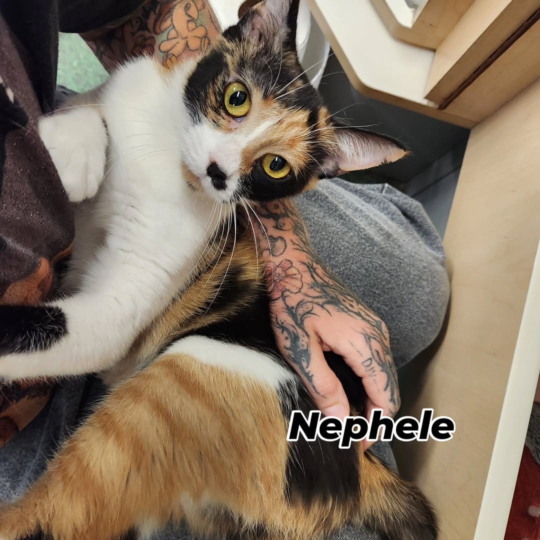 Post 4 by Tabby Tails Cat Rescue on Instagram (carousel)