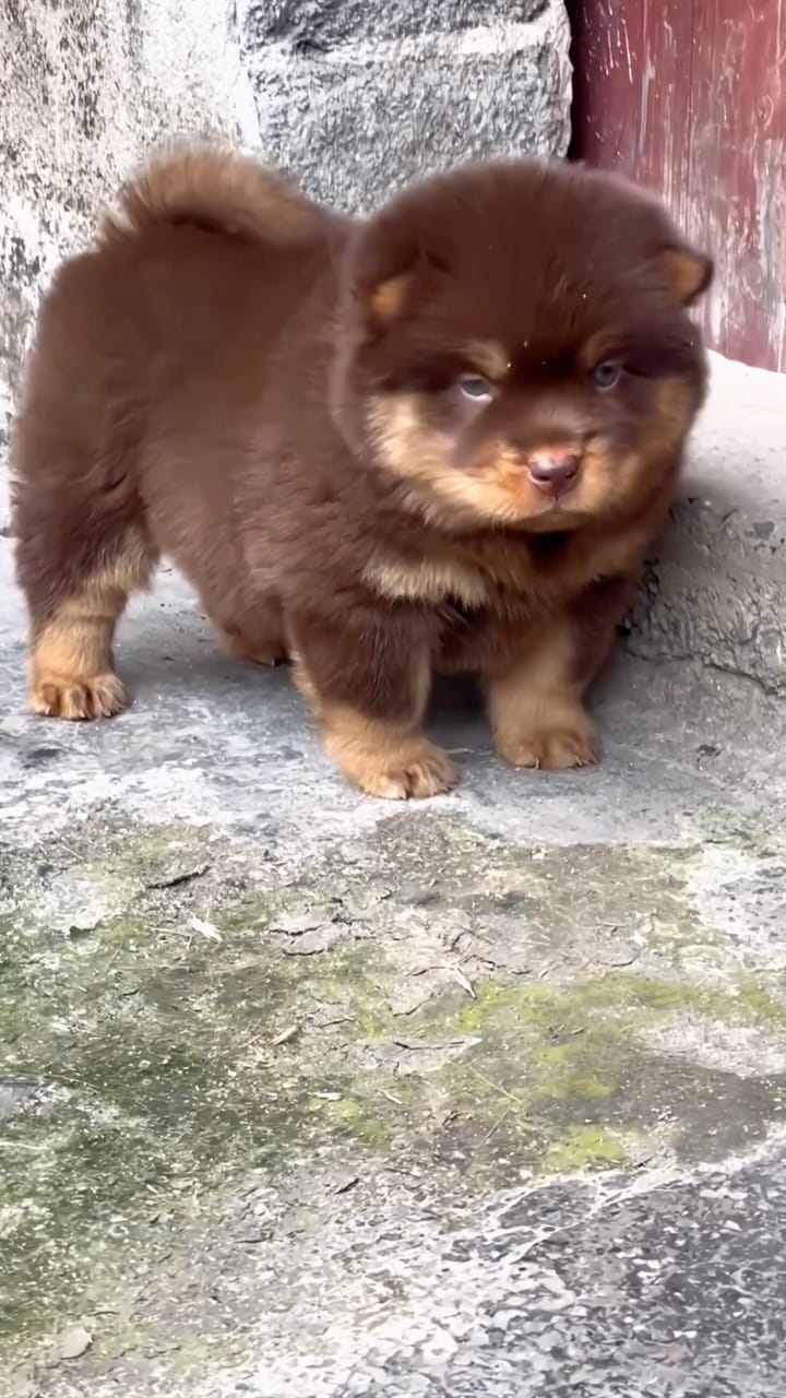 Post 5 by ARISH GOUR on Instagram (video)