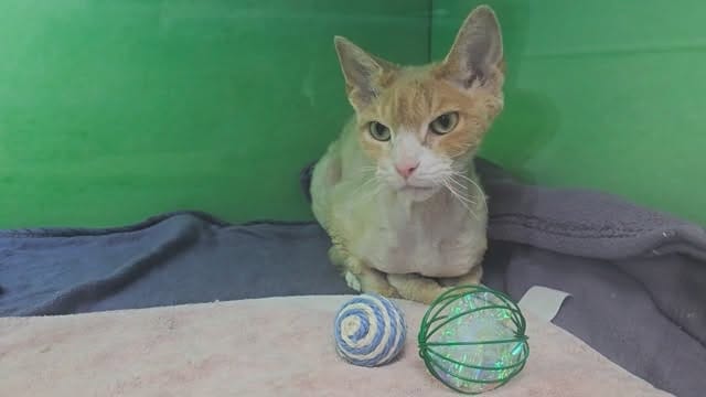 Post 10 by The Neighborhood Vet on Instagram (video)