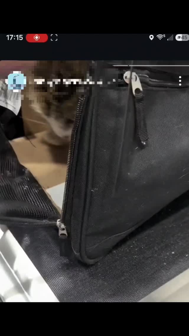 Post 8 by The Neighborhood Vet on Instagram (video)