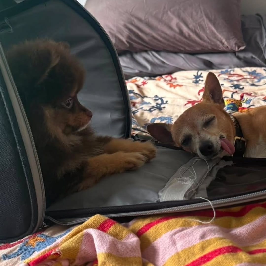 Post 5 by The Neighborhood Vet on Instagram (carousel)