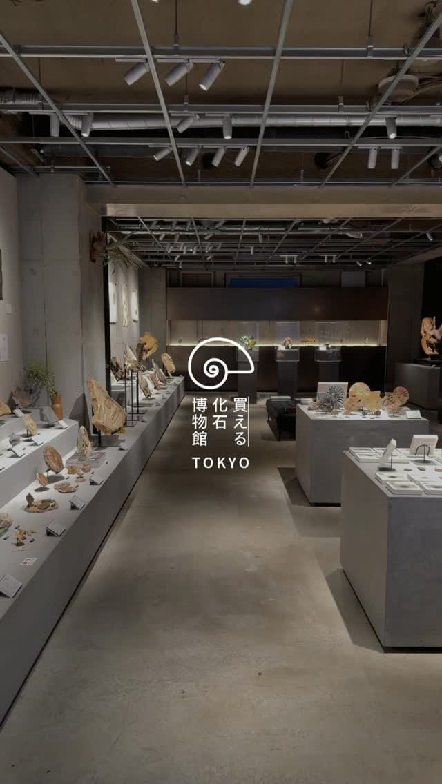 Post 9 by 買える化石博物館 on Instagram (video)