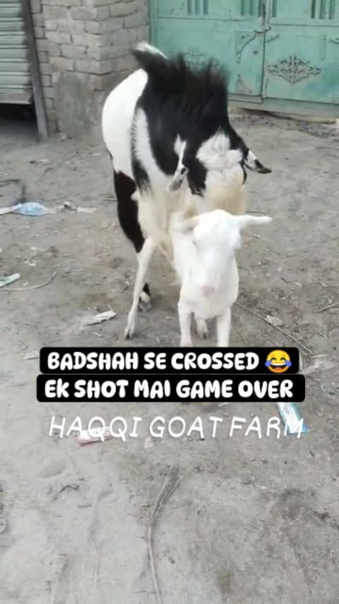 Post 10 by Haqqi Goat Farm on Instagram (video)