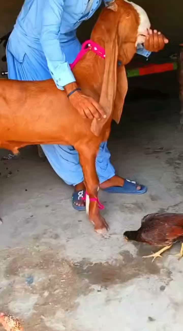 Post 7 by Haqqi Goat Farm on Instagram (video)