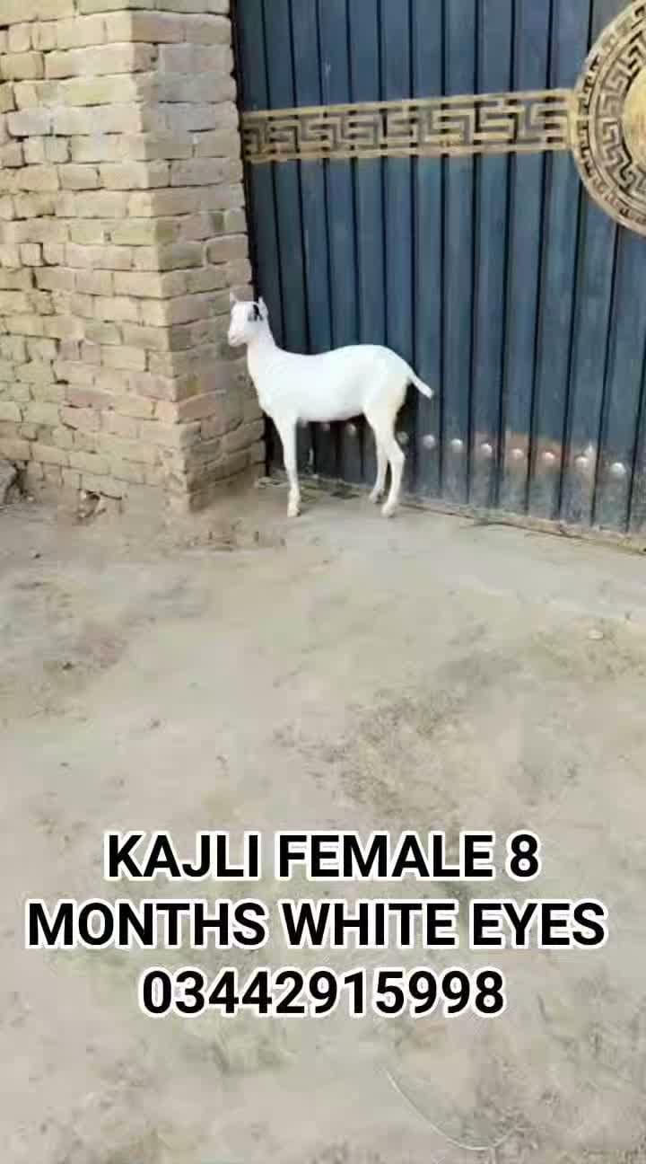 Post 5 by Haqqi Goat Farm on Instagram (video)
