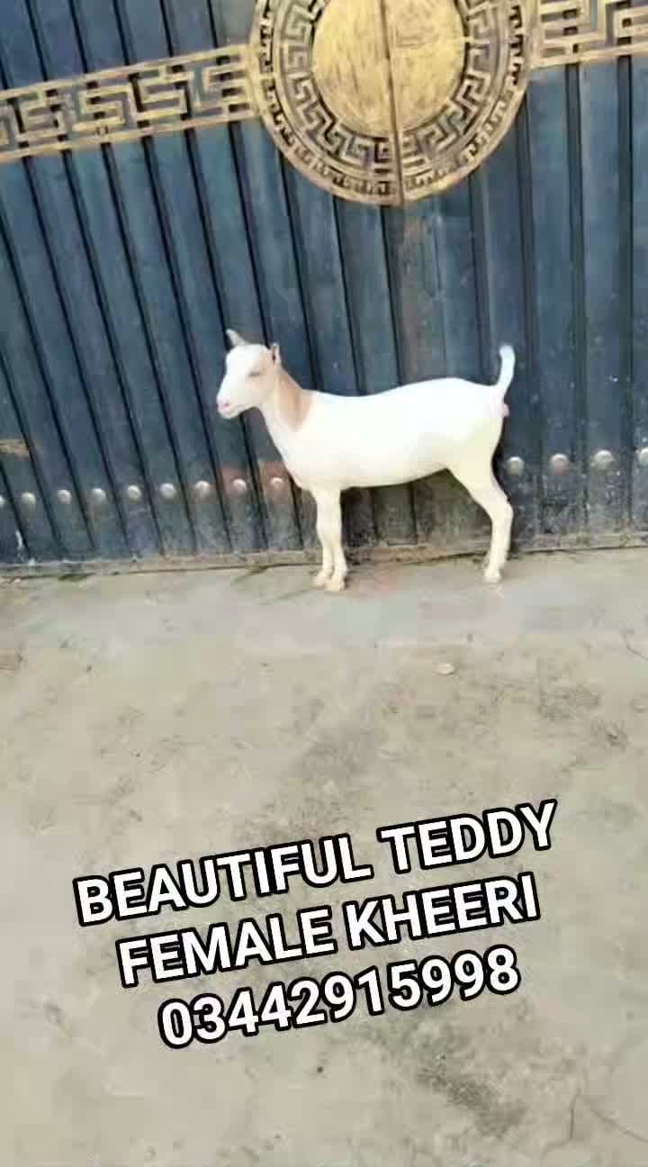 Post 8 by Haqqi Goat Farm on Instagram (video)