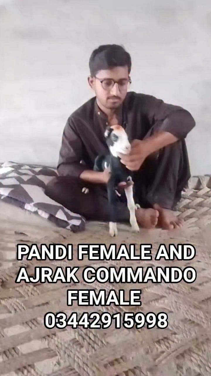 Post 3 by Haqqi Goat Farm on Instagram (video)