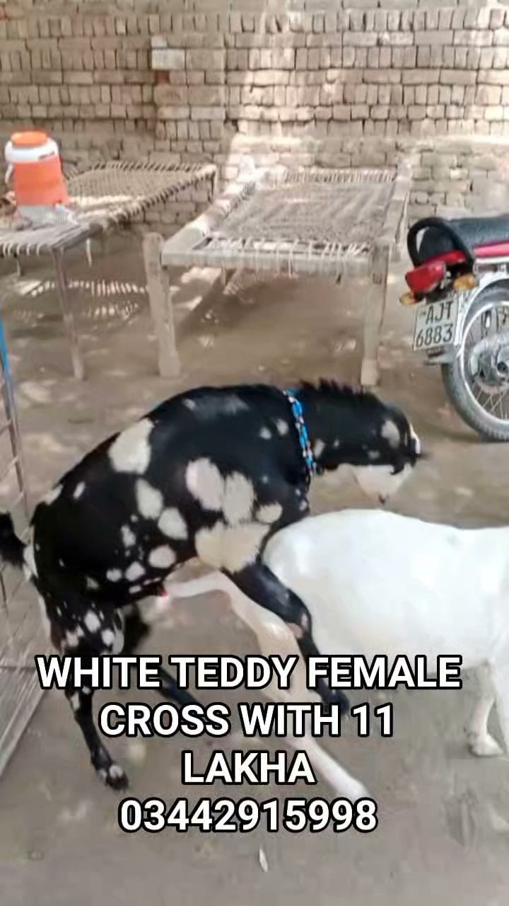 Post 1 by Haqqi Goat Farm on Instagram (video)